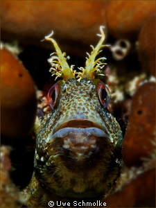 Curious -
this image of a Blennie is taken in the medite... by Uwe Schmolke 